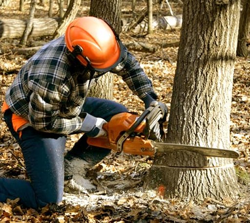 Tree Removal in Camp Hill, AL